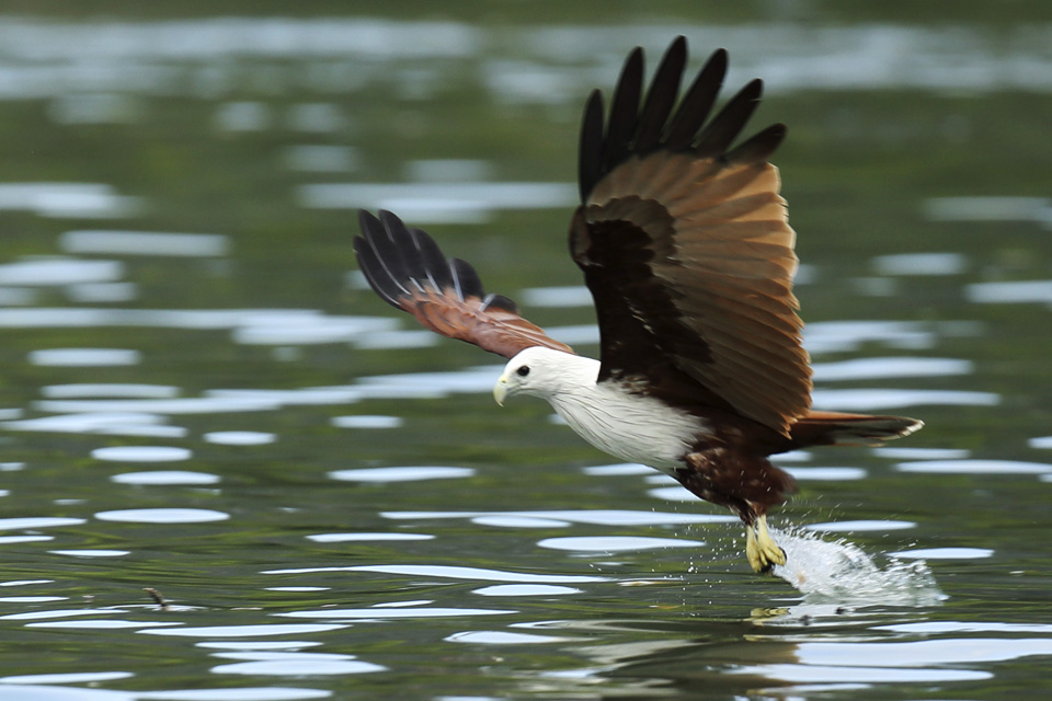 A brahminy kite (Haliastur indus) swoops at speed in Kelim Karst Geoforest Park on Langkawi, Malaysia. The park on the island's east is set among mangrove forest and limestone hills, gorges and islands.