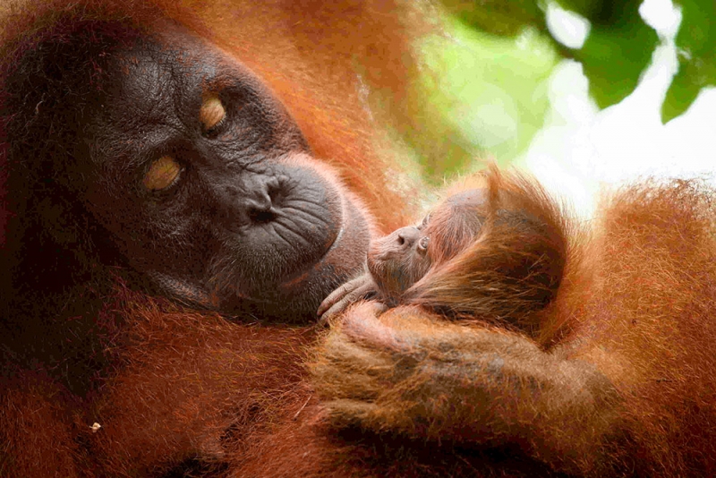 ldf-orangutan
