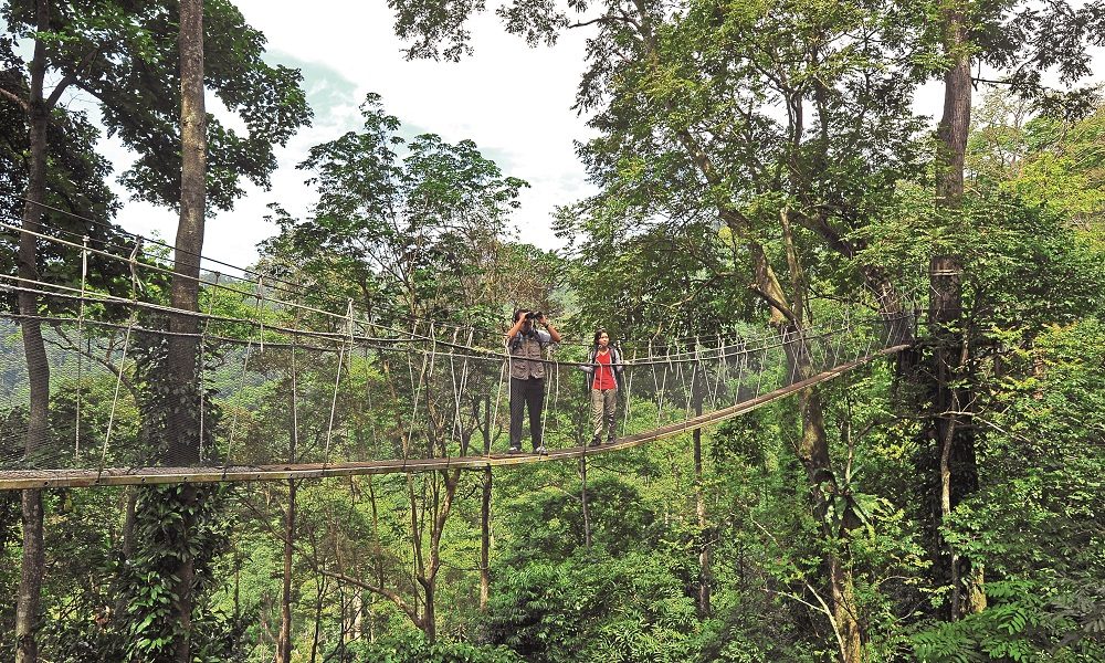 25-Year-Old FRIM Canopy Walkway To Be Permanently Closed in June - ExpatGo