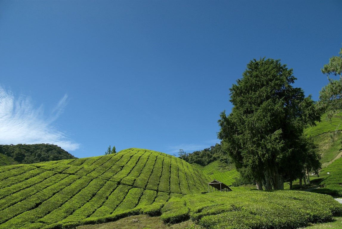 Tea plantation