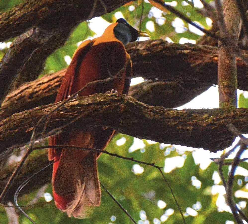 Red Bird of Paradise