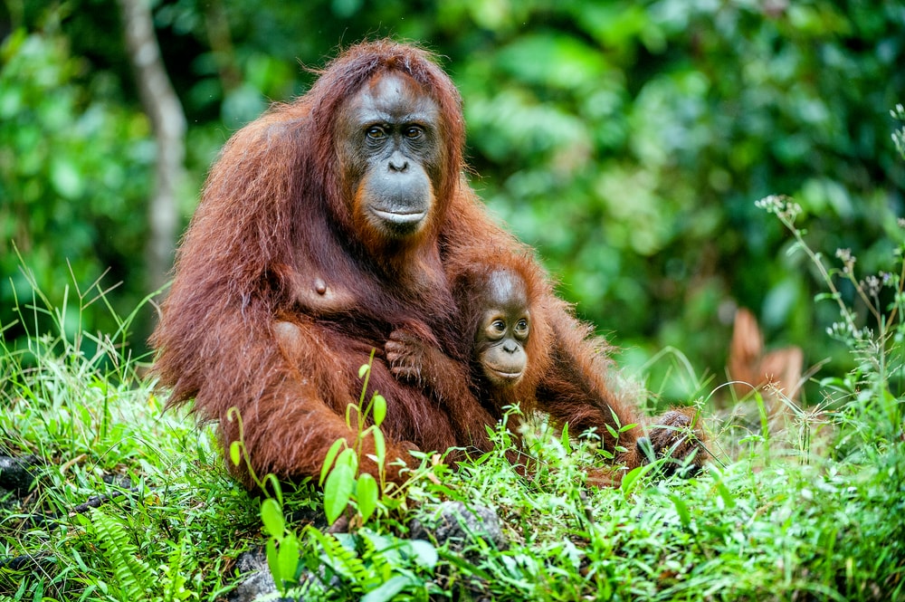 endangered species in malaysia