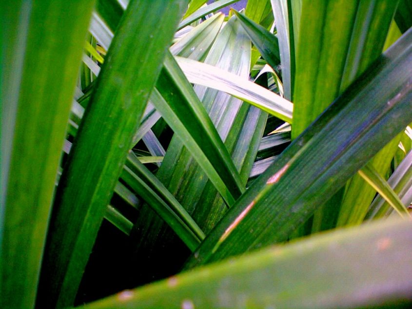 Pandan Pantry: 10 Foods to Get You into the Pandan Trend - ExpatGo