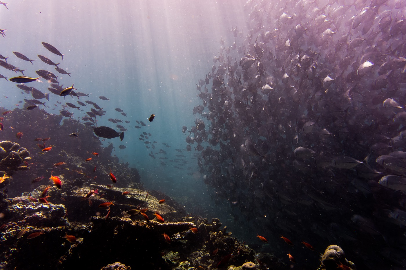 where to dive during the monsoon season in malaysia