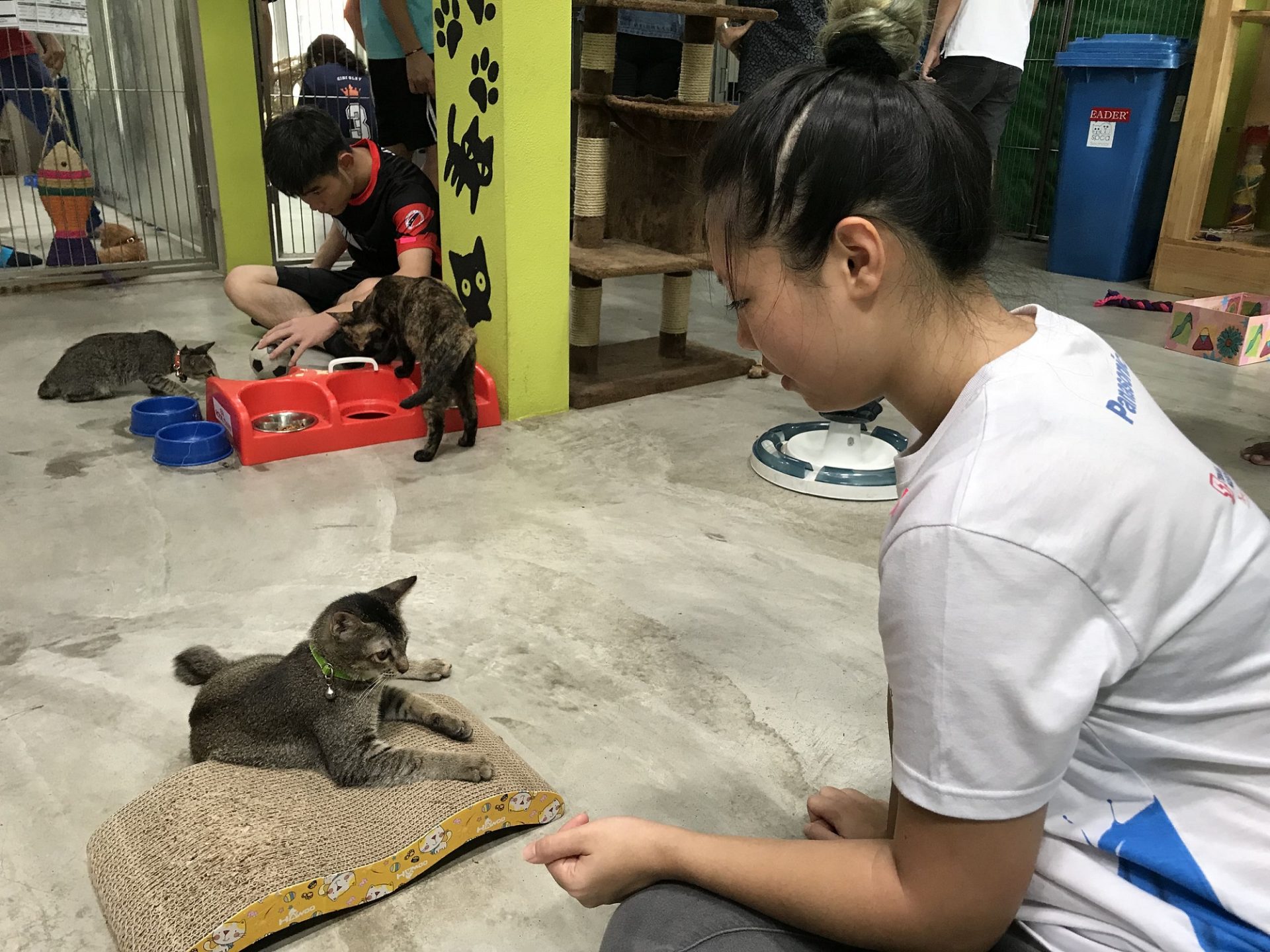 volunteer at SPCA Selangor