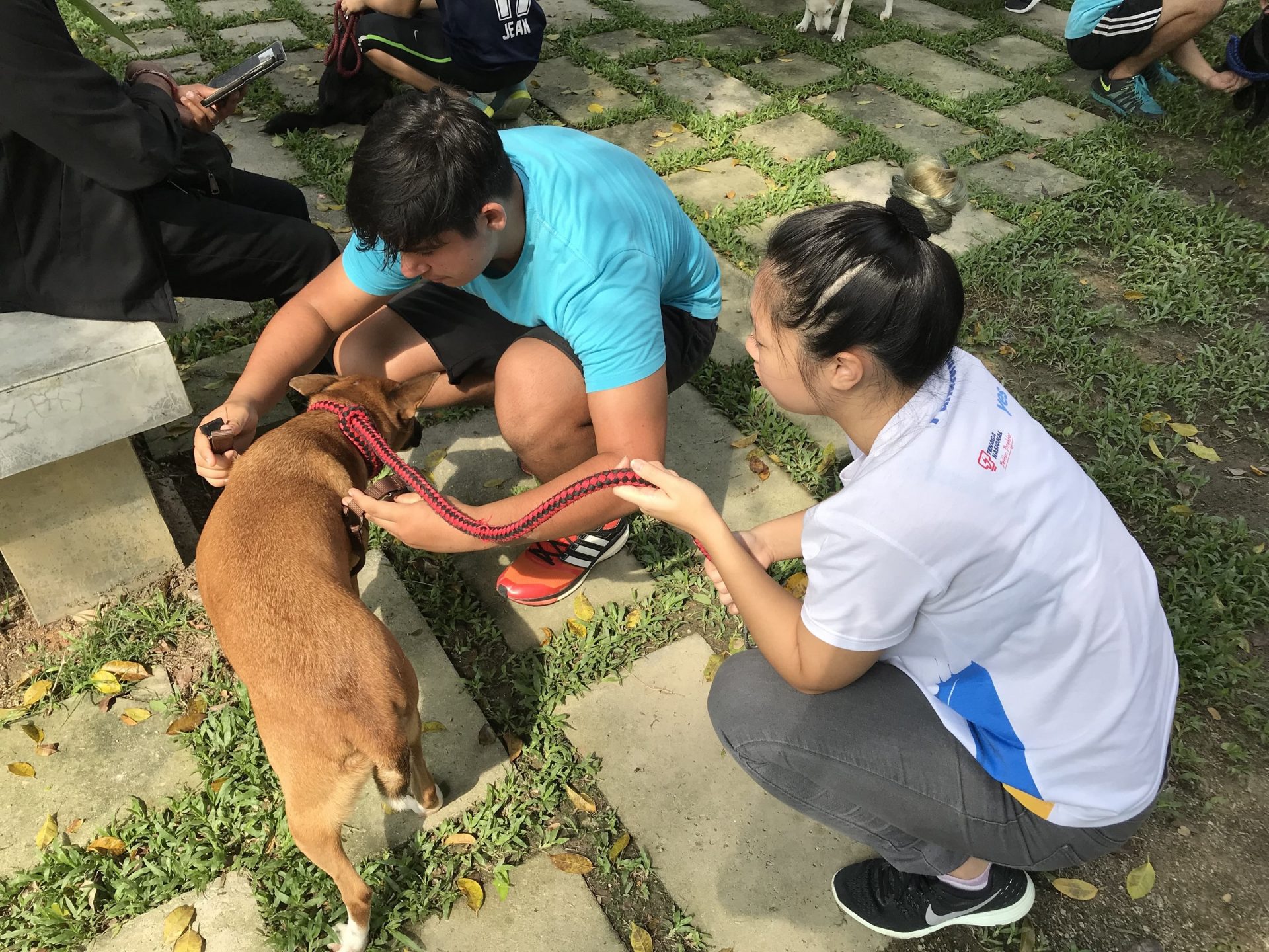 volunteer at SPCA Selangor