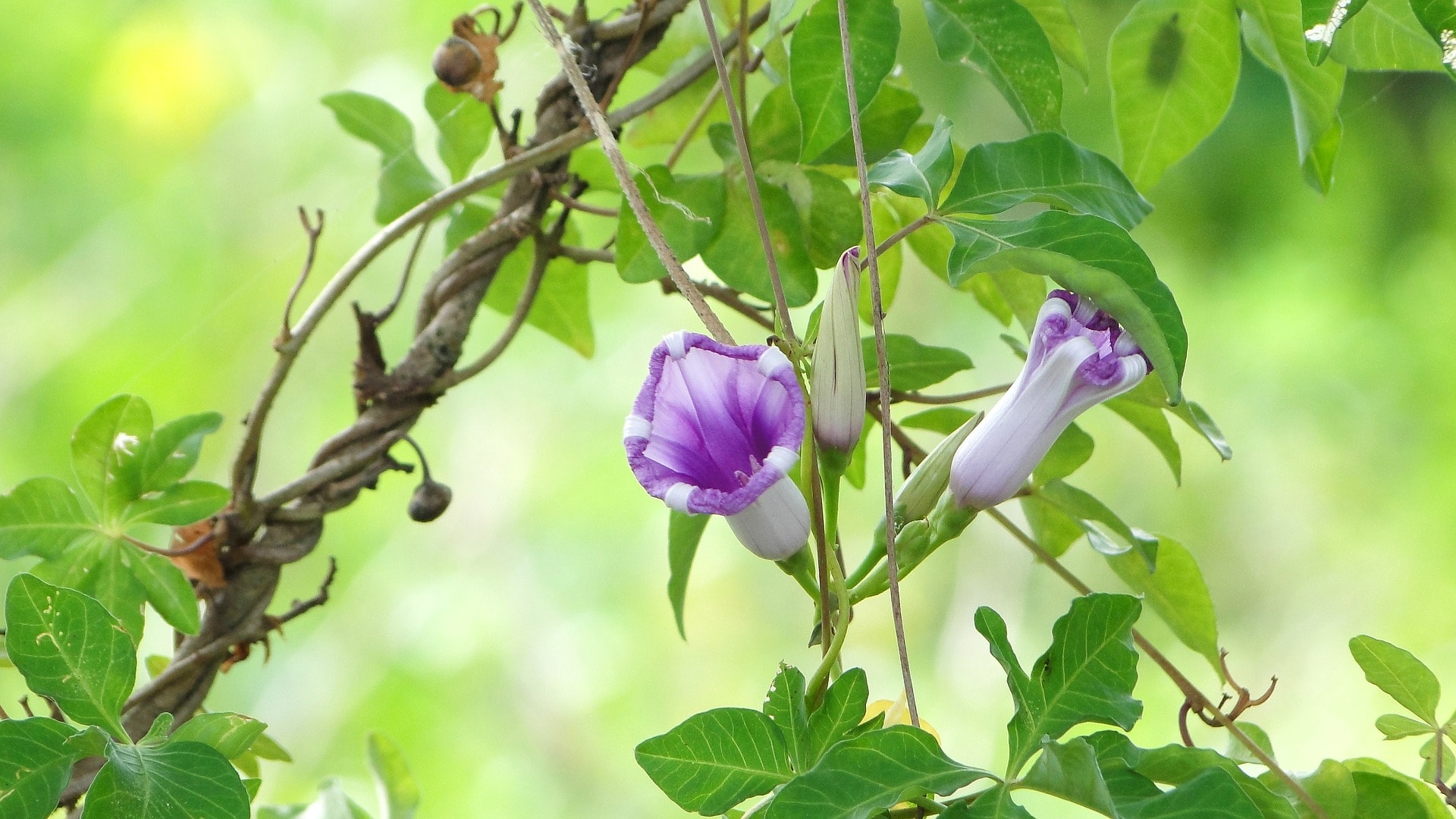 The Gardener 7 Easy Flowers To Plant On Your Porch Expatgo