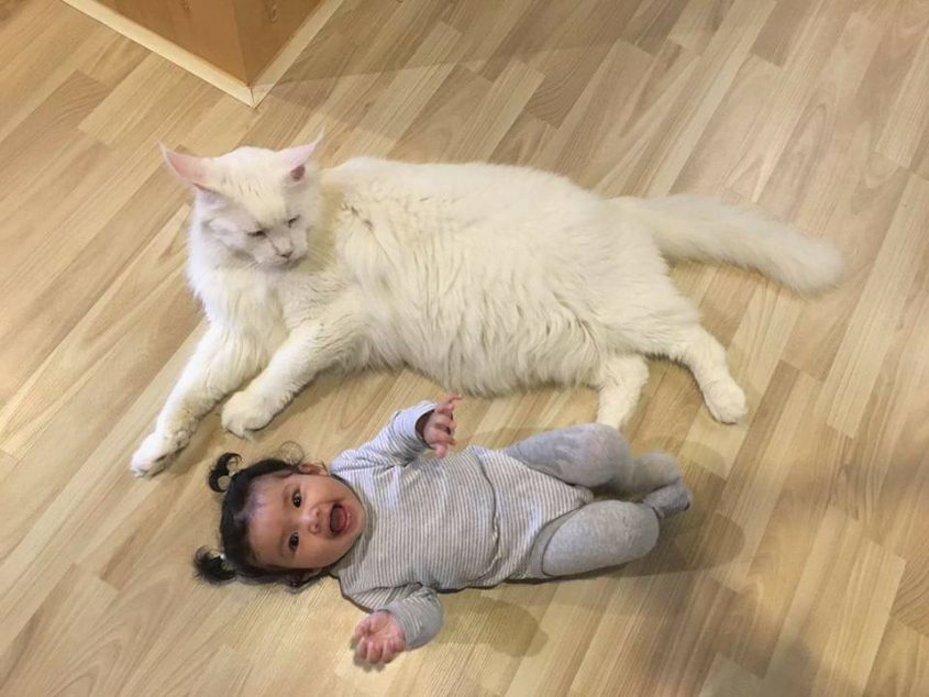 6 Cat Cafes in KL and Selangor ExpatGo