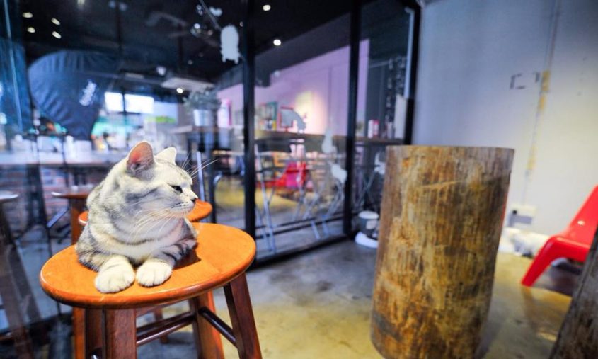 6 Cat Cafes in KL and Selangor - ExpatGo