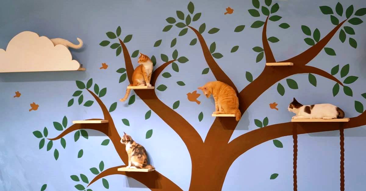 6 Cat Cafes in KL and Selangor ExpatGo