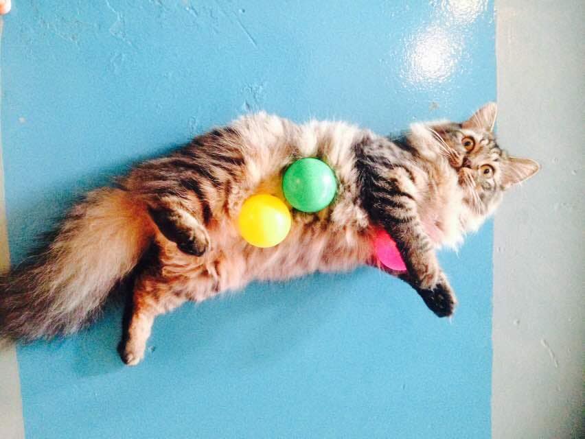 Si Tompok Cafe 1 Expatgo