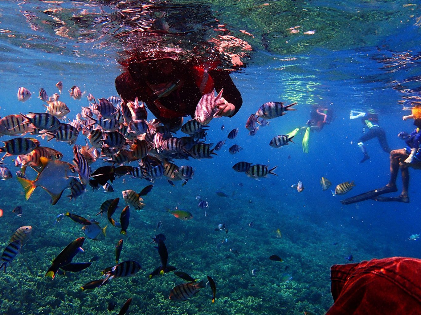 Diving Jewels 10 Best Places and Times to Dive in Malaysia ExpatGo