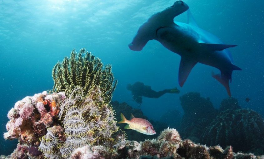 Diving Jewels 10 Best Places and Times to Dive in Malaysia ExpatGo