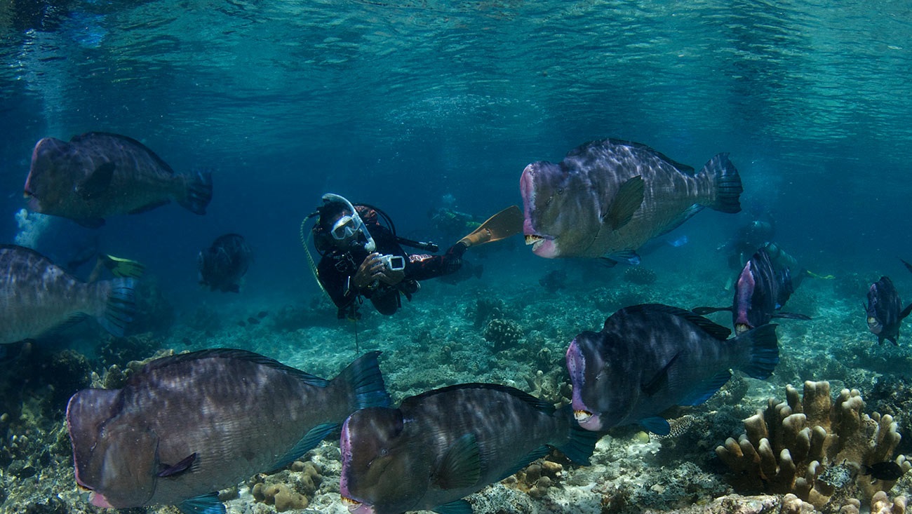 Diving Jewels 10 Best Places and Times to Dive in Malaysia ExpatGo