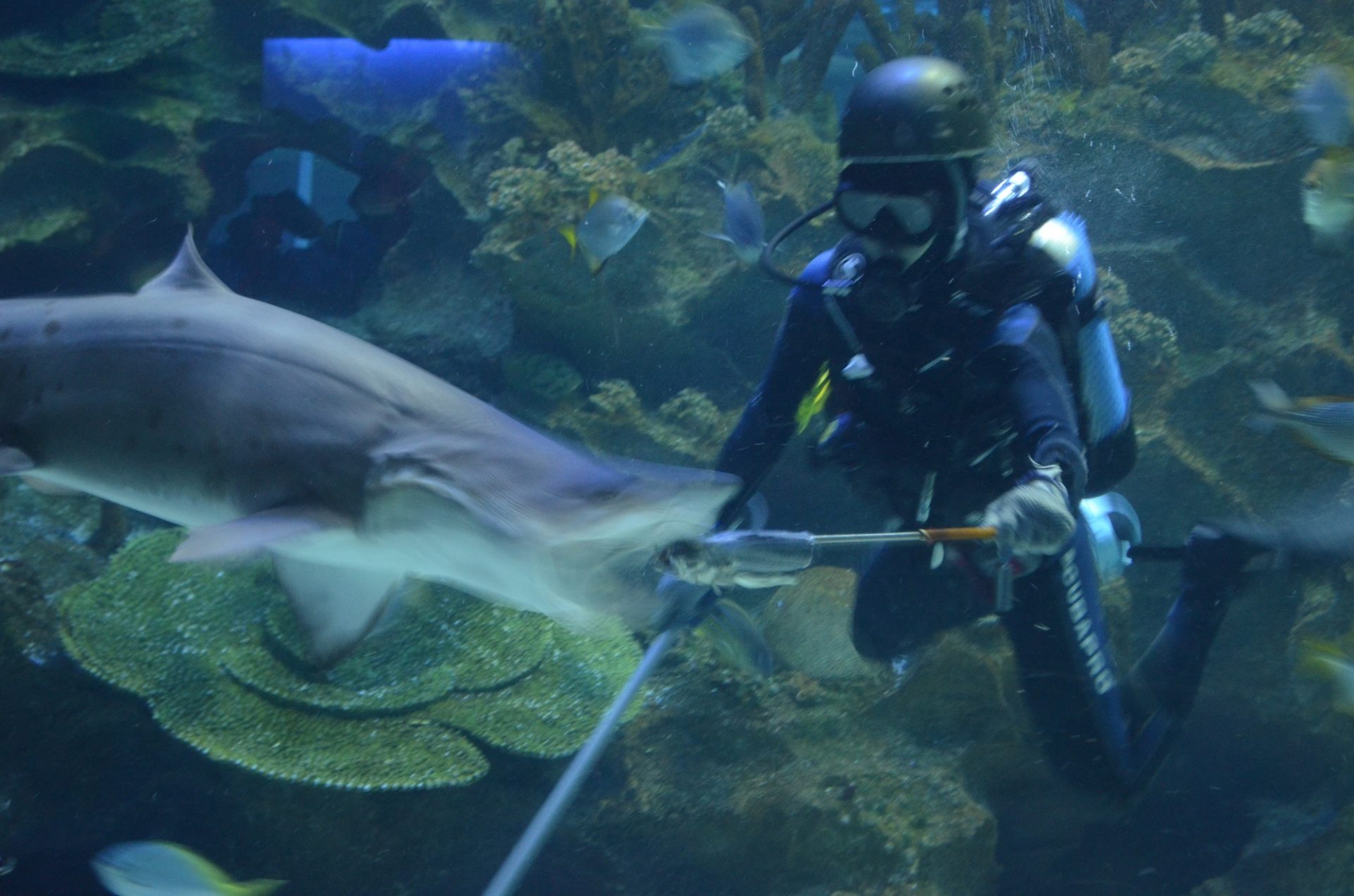 Under the Sea...in Kuala Lumpur Aquaria KLCC ExpatGo