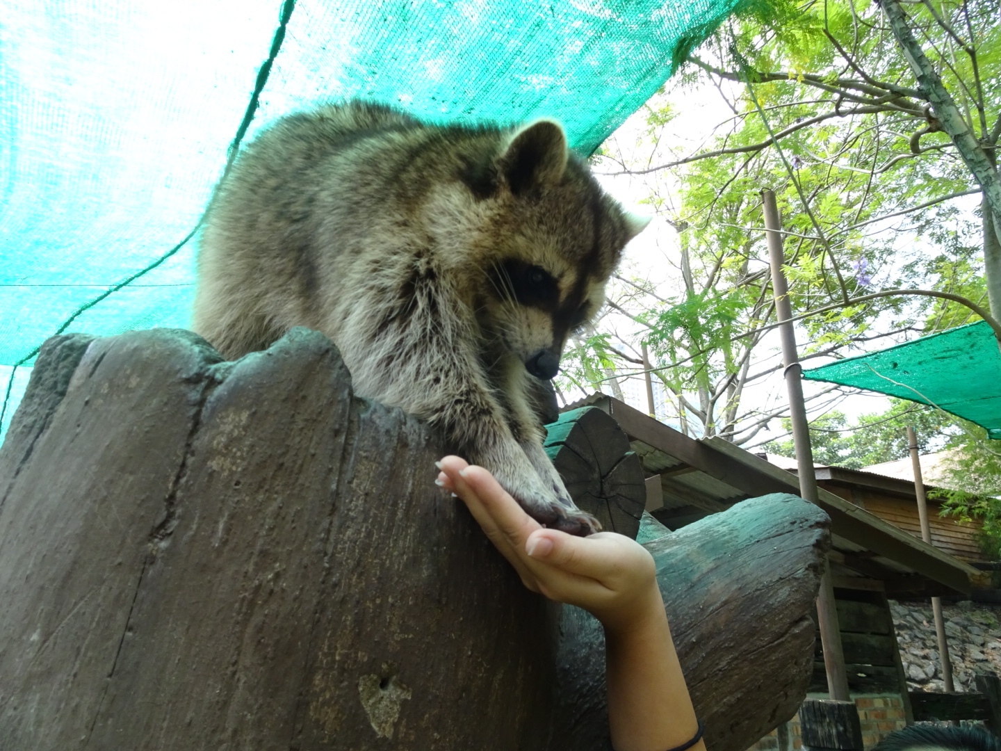 Raccoon In Malay Biology Diagrams