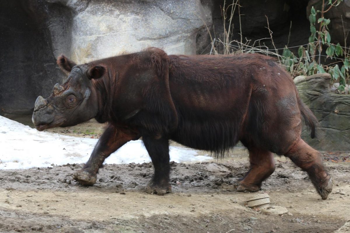 sumatran rhino captive