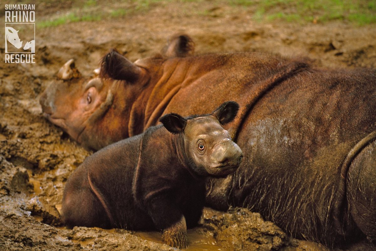 sumatran rhino baby