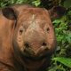 sumatran rhino