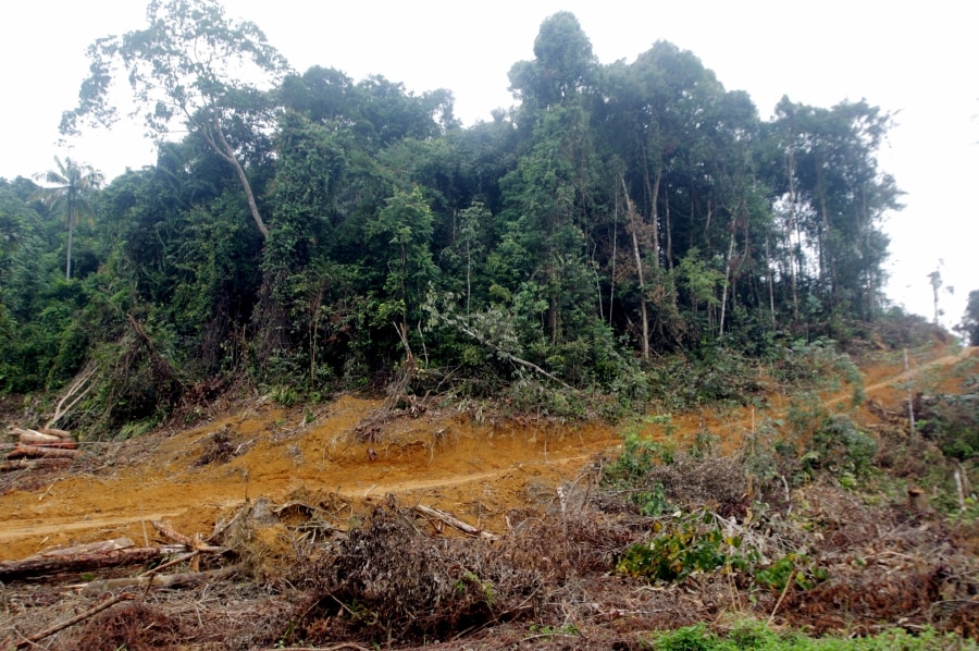 illegal deforestation