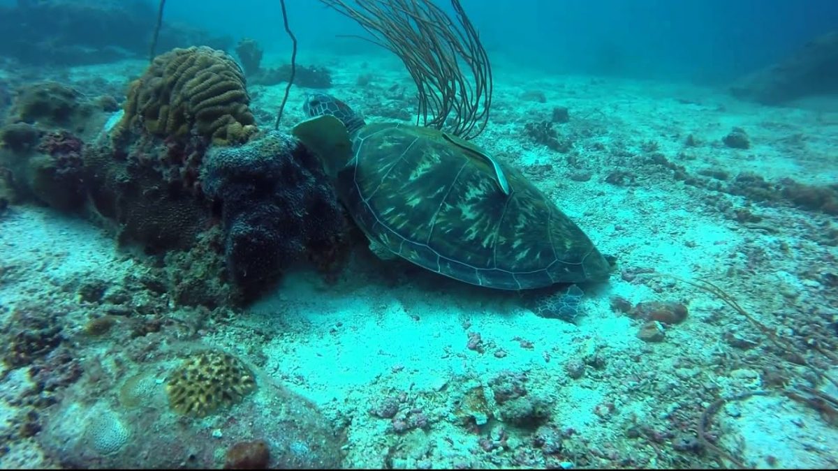 pulau aur mersing underwater