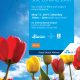 klm tulip sale