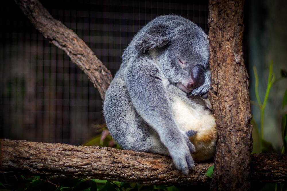 sleeping koala