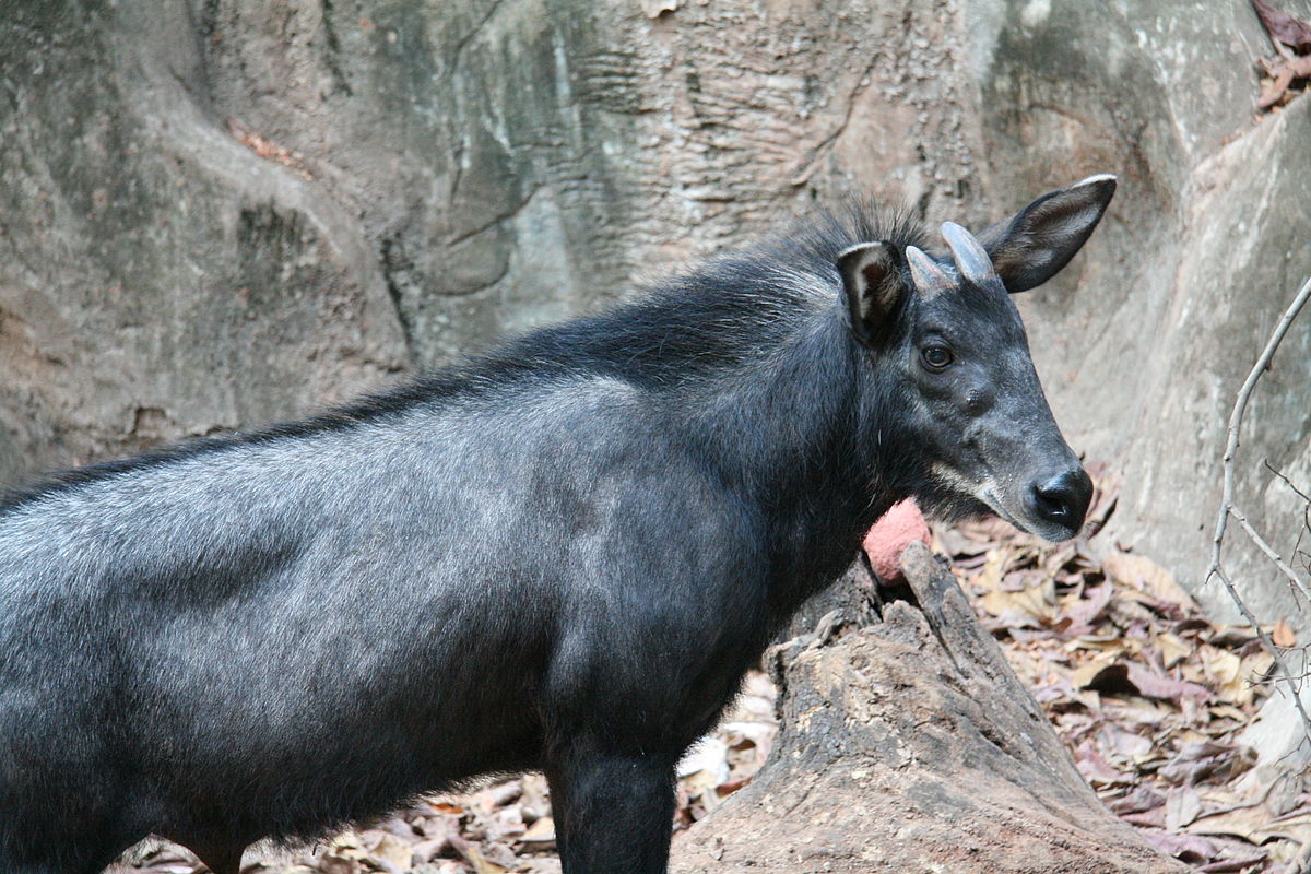 elusive serow goats on the quartz ridge flatland