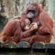 malaysia responsible tourism orang utan