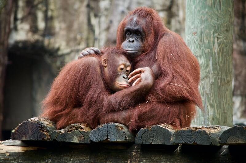 malaysia responsible tourism orang utan