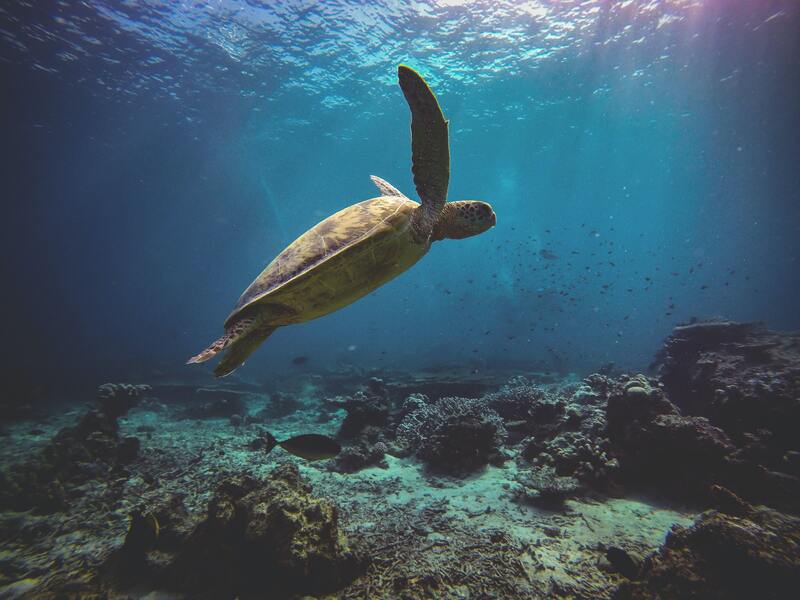 malaysia sipadan turtle