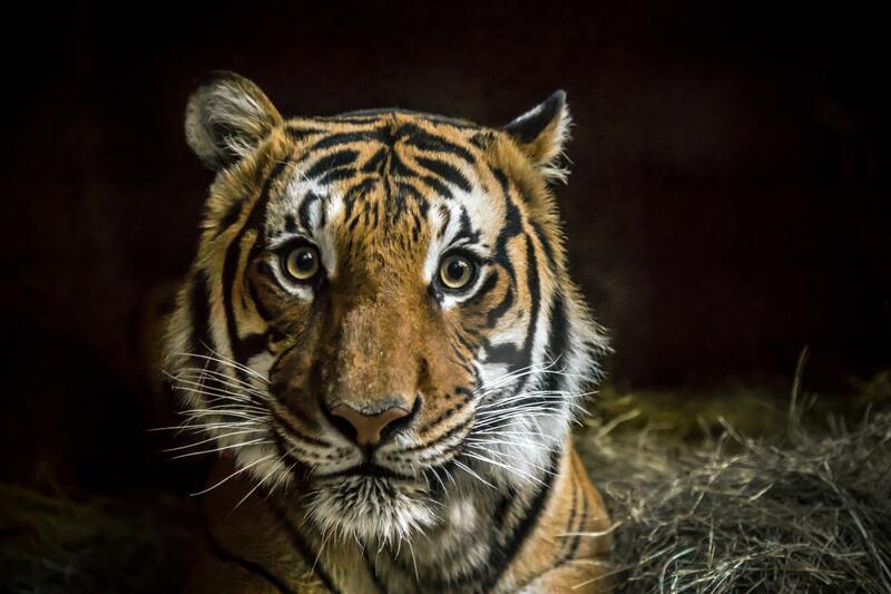 malayan tiger 