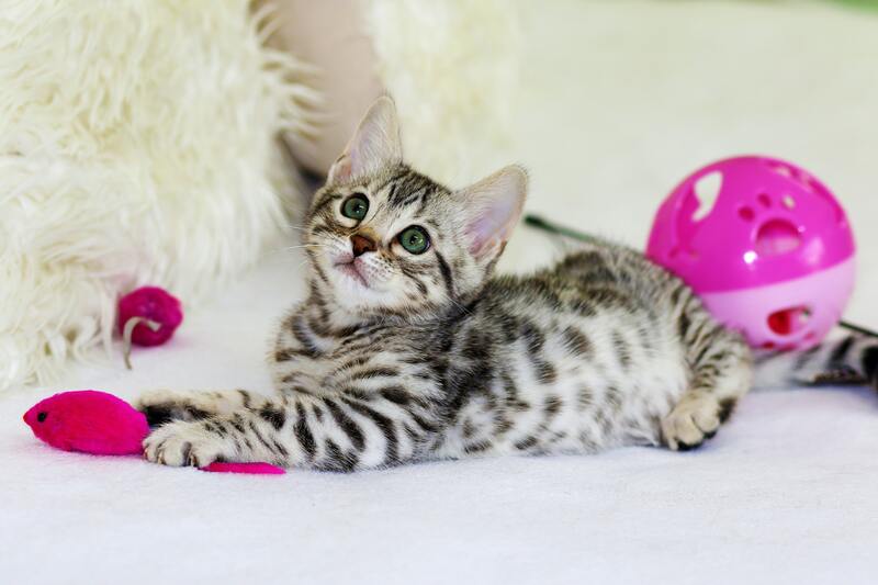 pet kitten with toys