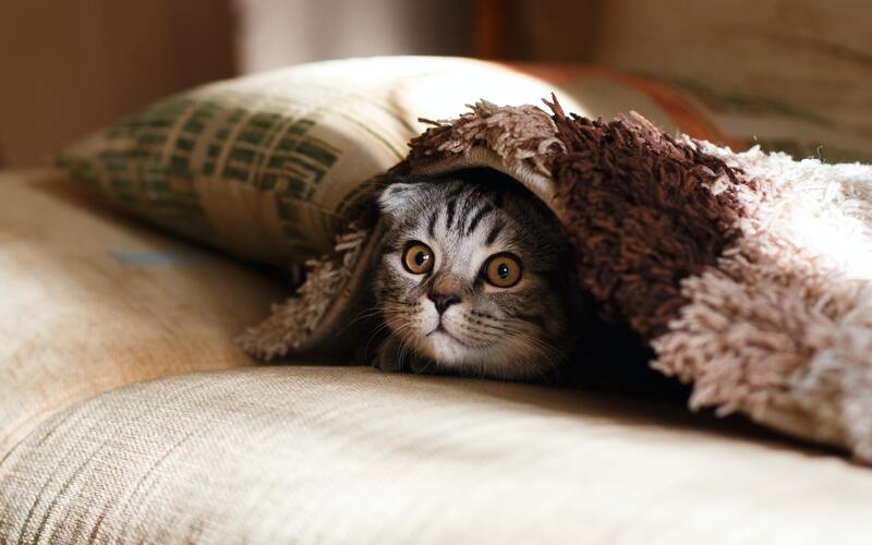 cat in blanket