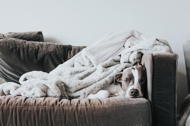 cosy dog on used couch frugal