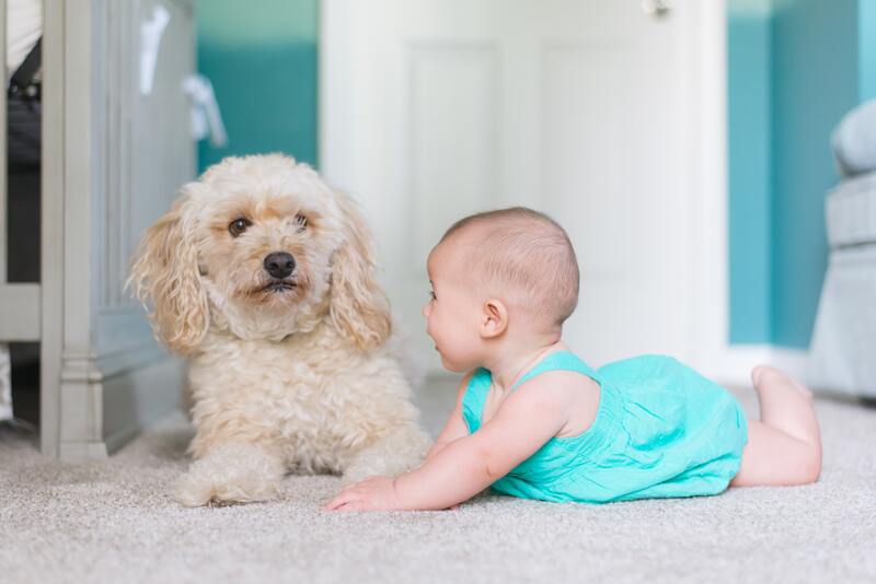 dog and baby