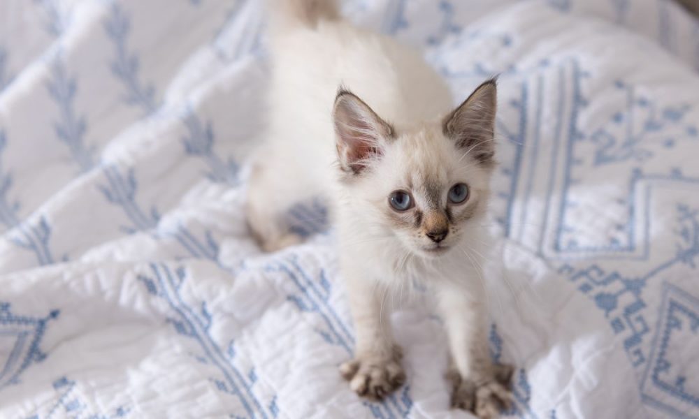 Why Do Cats Knead? Explaining Common Feline Behaviour ExpatGo