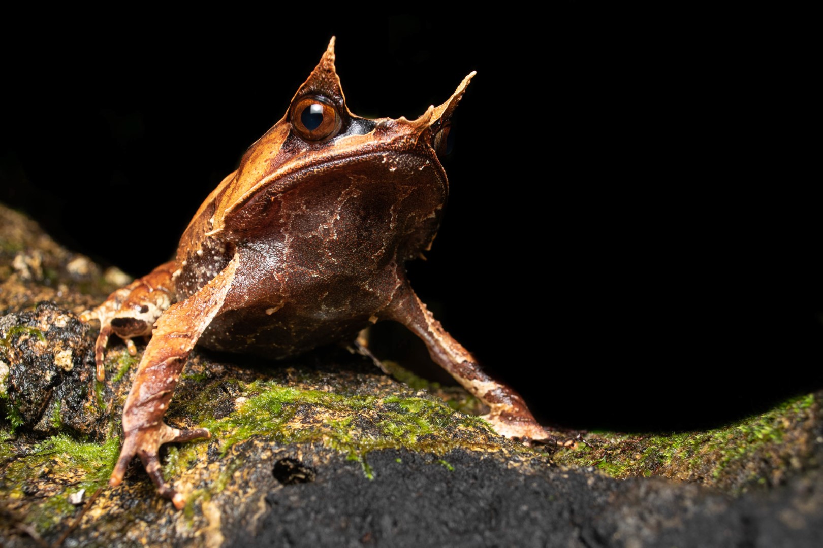 Bornean Horned Frog (Large) ExpatGo