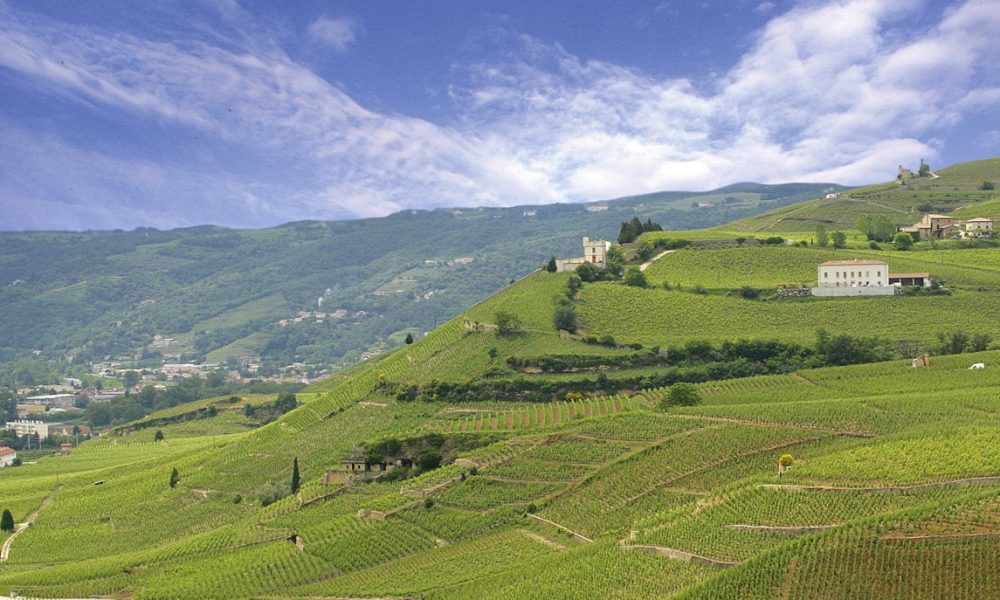 M. Chapoutier: Rhône Valley Classics with a Modern Edge