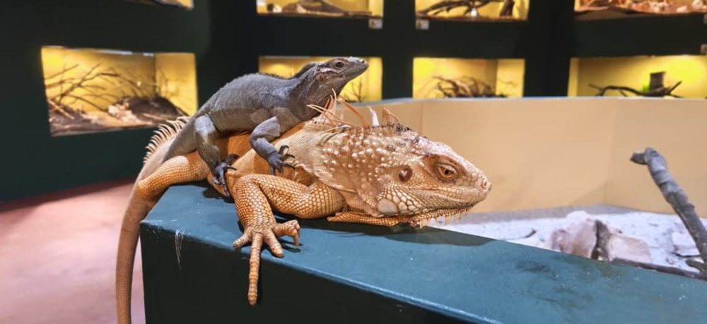 Penang Bird Park Introduces a New Reptile House