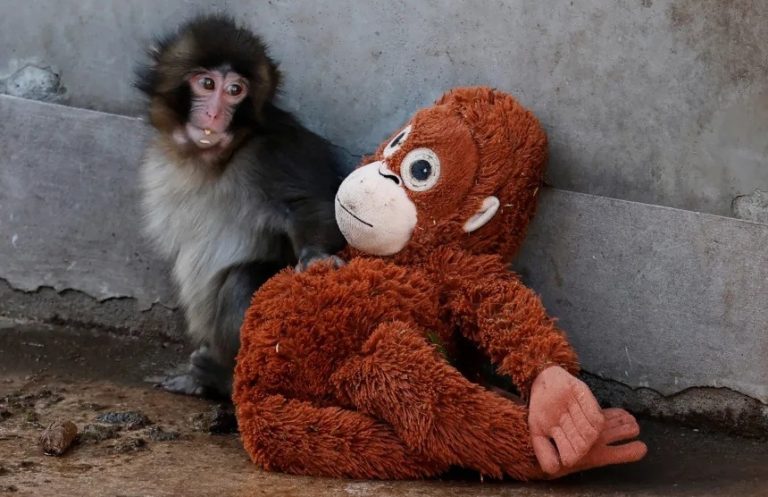 IKEA’s Orangutan Plush Goes Viral After Baby Monkey Bond; Malaysian Stores Pledge Support for Orangutan Conservation