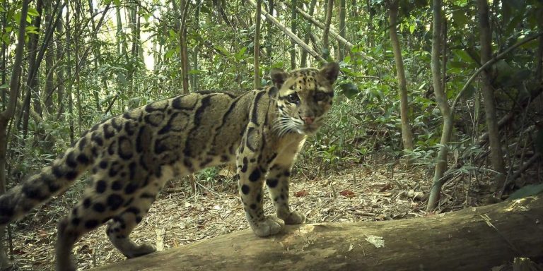 Southeast Asia’s Annamite Mountains Reveal Rare Wildlife in Landmark Remote Camera Trap Survey