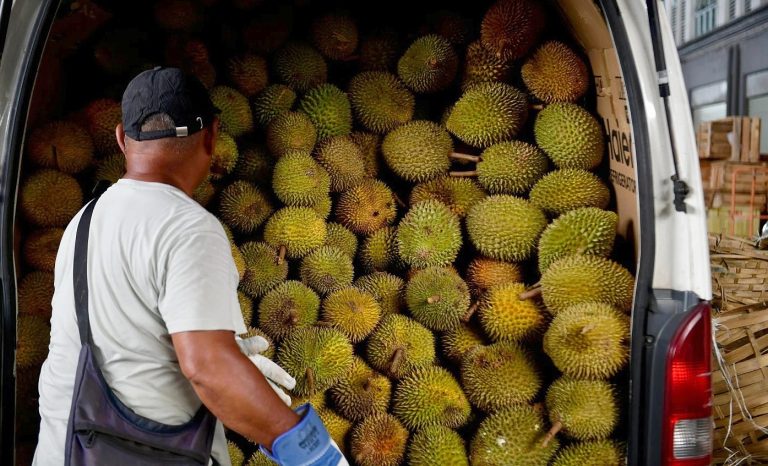 Durian Prices Crash in Malaysia as Oversupply Sends the King of Fruits Tumbling