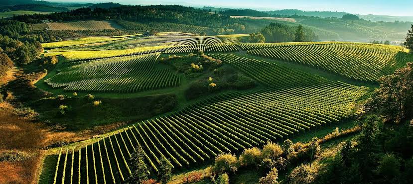 Hungary’s Hidden Wine Treasures: Beyond Tokaji and Into a World of Remarkable Wines