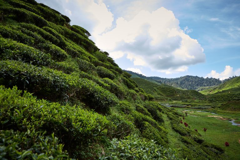 Cameron Highlands: Who Makes It Grow? cameron highlands